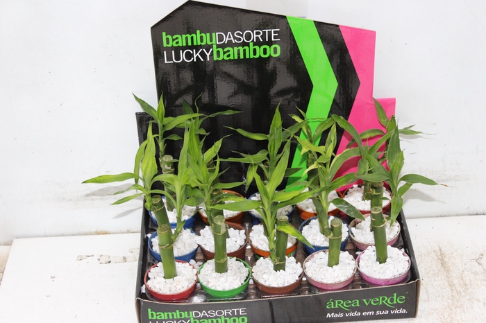 <h4>DRACENA LUCKY BAMBOO P06</h4>