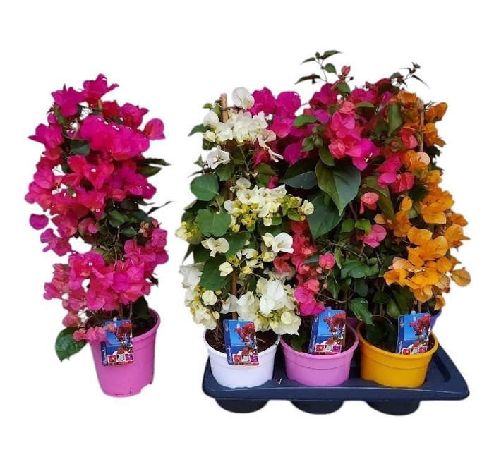 <h4>Bougainvillea Dania</h4>
