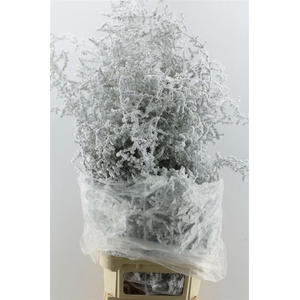 Asparagus Wilde Snow