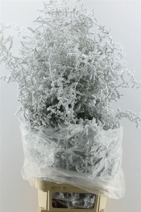 <h4>Asparagus Wilde Snow</h4>