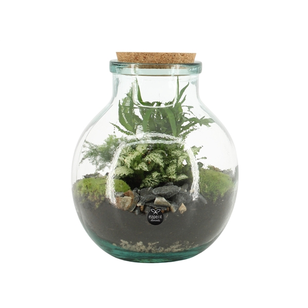 <h4>90076: Terrarium arrangement</h4>