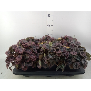 Peperomia caperata   ...