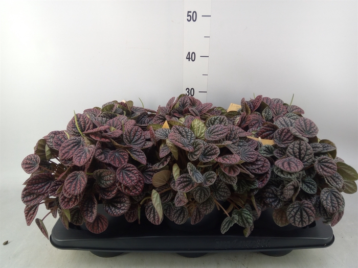 <h4>Peperomia caperata   ...</h4>