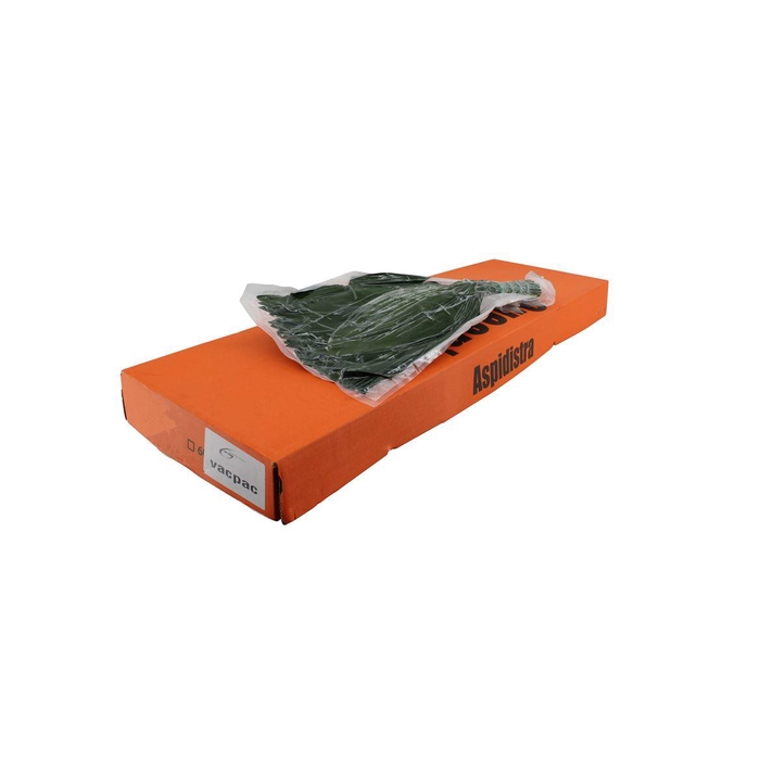 <h4>Aspidistra 60cm V P Queens</h4>