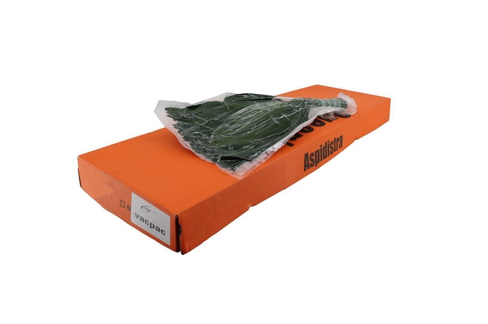 <h4>Aspidistra 40cm V P Queens</h4>