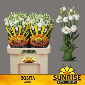 EUS G ROSI WHITE sunrise