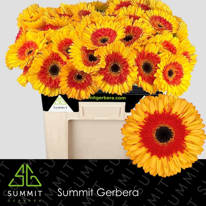 <h4>Gerbera Candy Corn Water</h4>