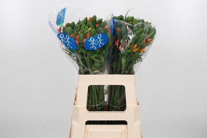 <h4>Ornit Du Sunshine</h4>