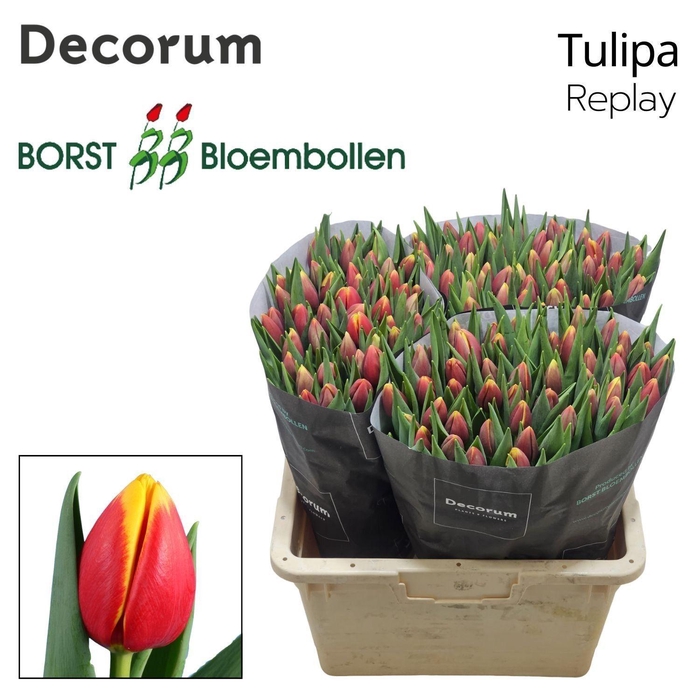 <h4>TU EN REPLAY</h4>