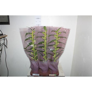 ** Dendr N Sc Apollon 1 Br * Winter Promo *