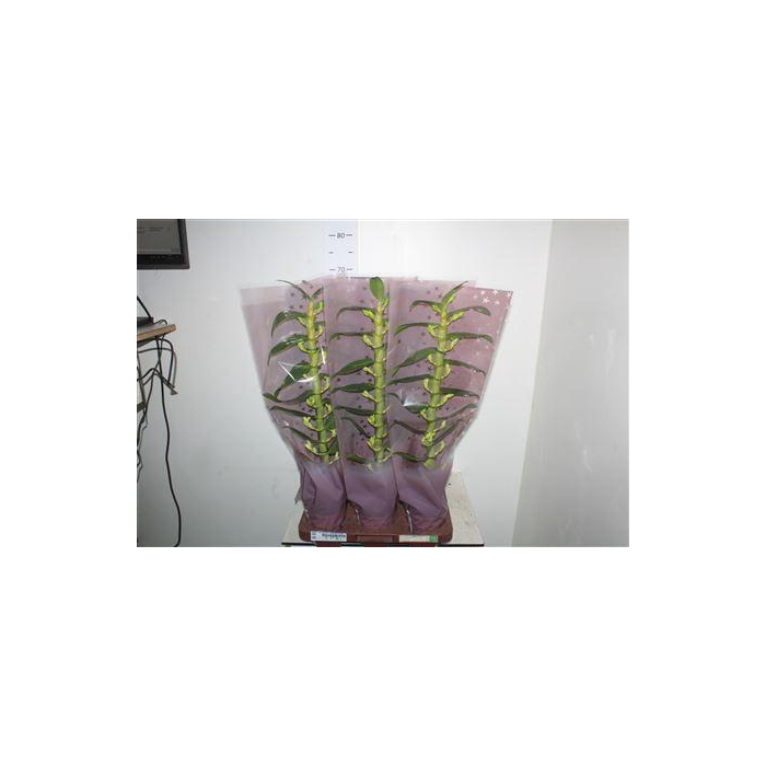 <h4>** Dendr N Sc Apollon 1 Br * Winter Promo *</h4>