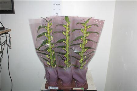 ** Dendr N Sc Apollon 1 Br * Winter Promo *