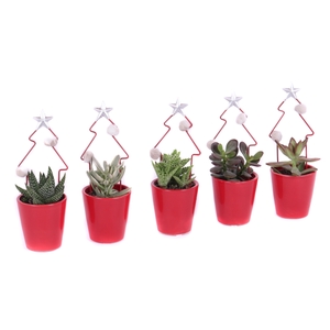 Succulent 5,5 cm in rode sierpot met betalen kerstboom