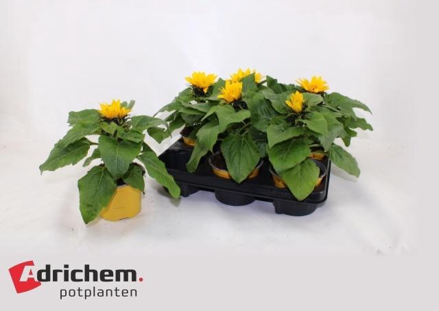 <h4>HELI SUNSATION</h4>