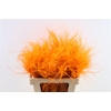 Dried Stypha Penata Orange(10 Toef) Bunch