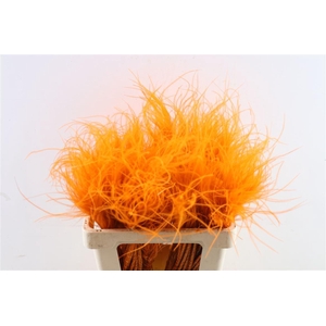 Dried Stypha Penata Orange(10 Toef) Bunch