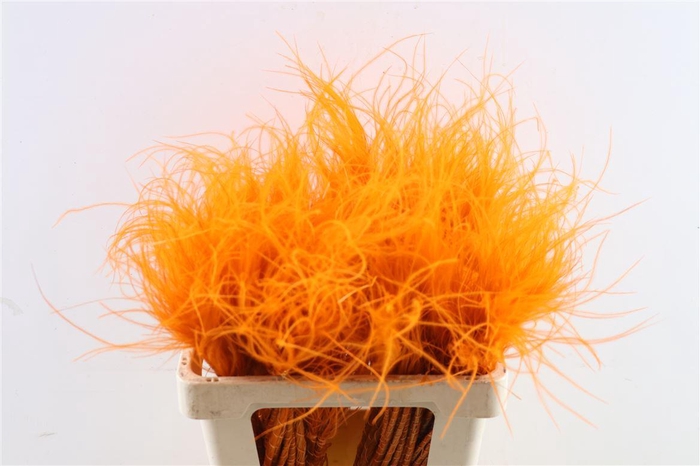 <h4>Dried Stypha Penata Orange(10 Toef) Bunch</h4>