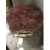 Cotinus C Magical Red Torch