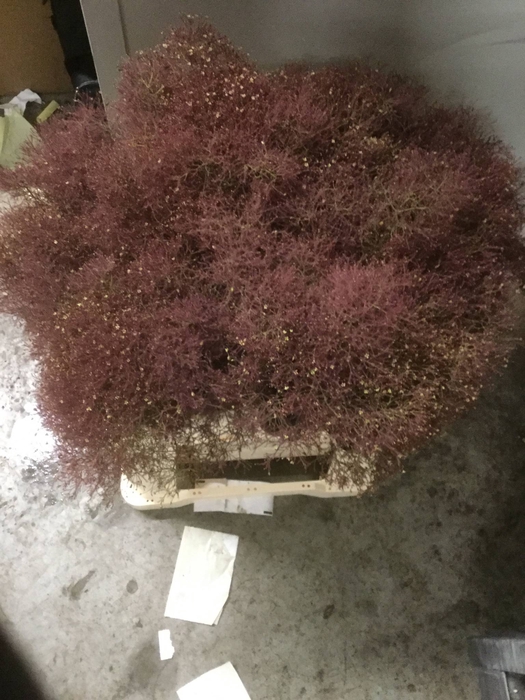 Cotinus C Magical Red Torch