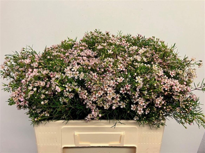 <h4>CHAME UN DORI</h4>