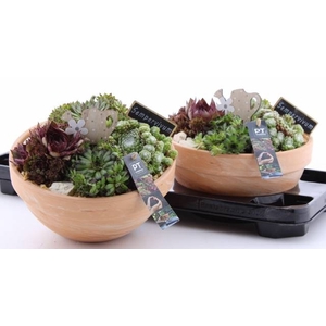 ARR SEMPERVIVUM