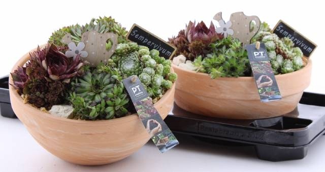 <h4>ARR SEMPERVIVUM</h4>