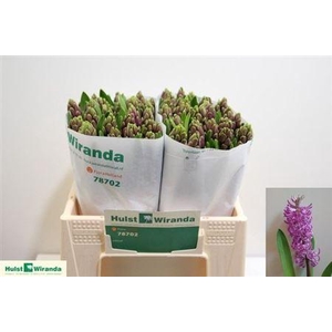 Hyac Purple Sensatio