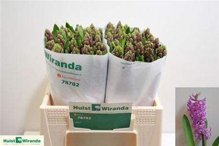 <h4>Hyac Purple Sensatio</h4>