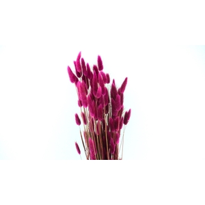 Dried Bleached Lagurus Raspberry 100gr