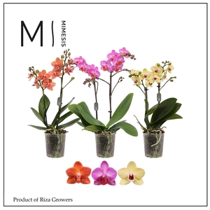 Phalaenopsis multi.   ...