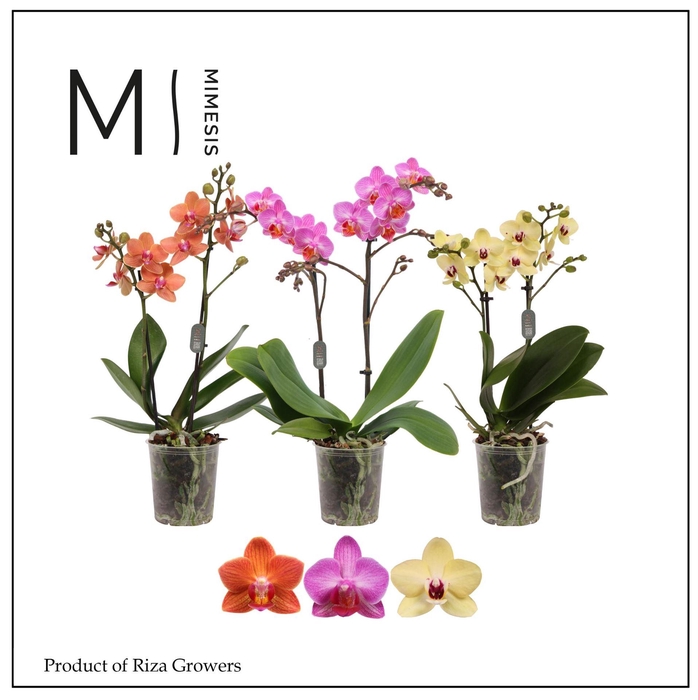 <h4>Phalaenopsis multi. ...</h4>
