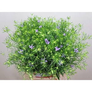 NIGE HISPANICA OV BS