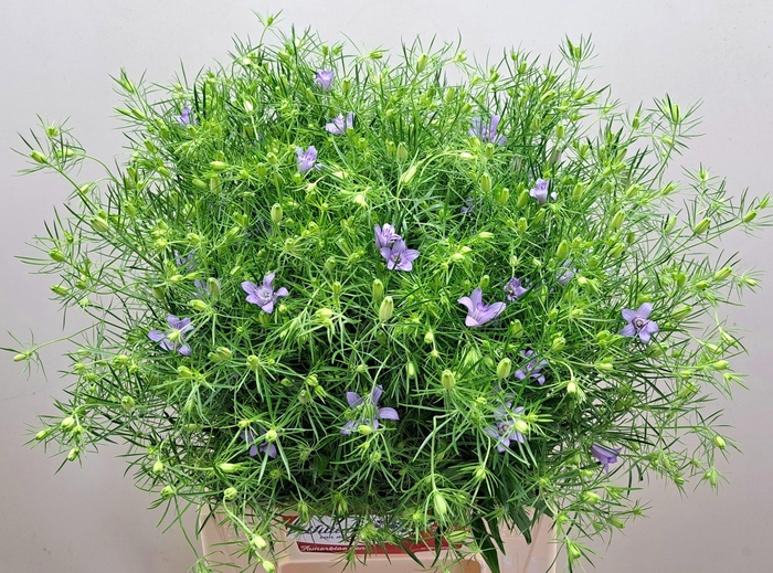 <h4>NIGE HISPANICA OV BS</h4>