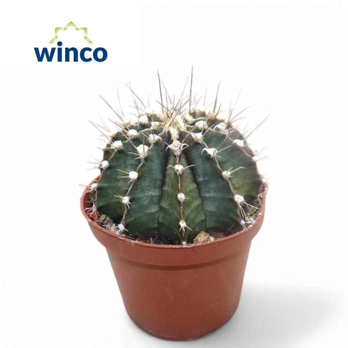 <h4>Gymnocalycium Friedrichii</h4>