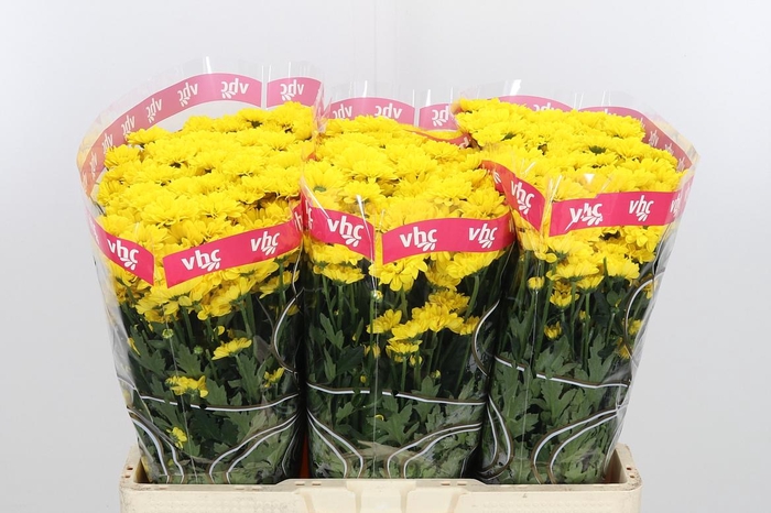 <h4>Chr S Aaa Skippy</h4>