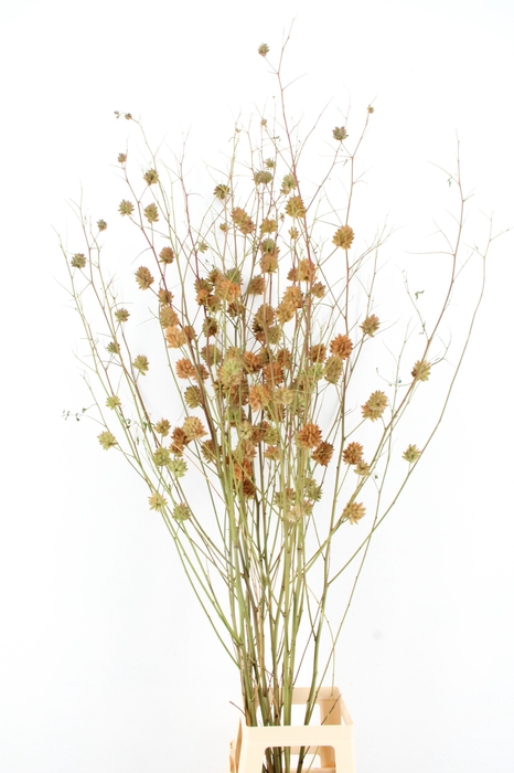 <h4>GLYCYRRH YUNNANEN ZD 160CM WILD</h4>