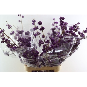 Callicarpa Bod Profusion