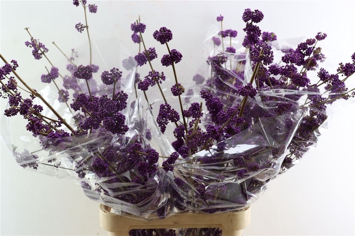 <h4>Callicarpa Bod Profusion</h4>