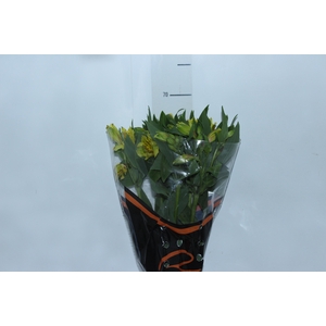 ALST. LEMON 070 CM