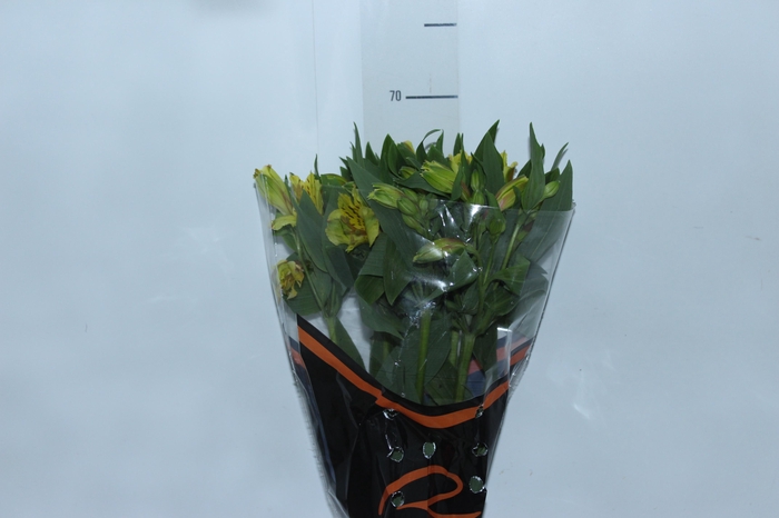 <h4>ALST. LEMON 070 CM</h4>