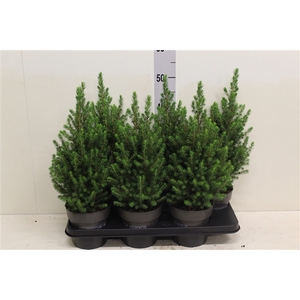 Picea glauca 'Perfecta' P15 potgekweekt