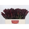 Leucadendron Saf Sunset Dark R.