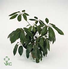 Schefflera actinonhylla 19Ø 75cm