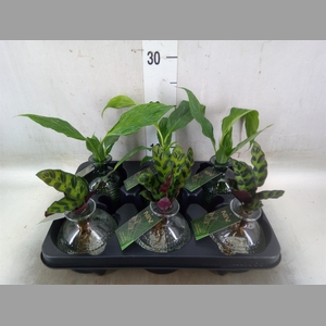 Planten  ..mix