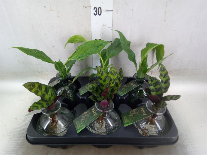<h4>Planten  ..mix</h4>