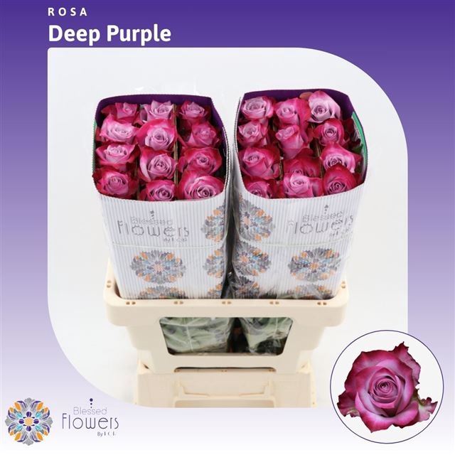 <h4>R GR DEEP PURPLE</h4>