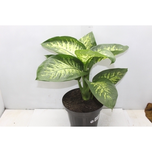 DIEFFENBACHIA TROPIC SNOW P24