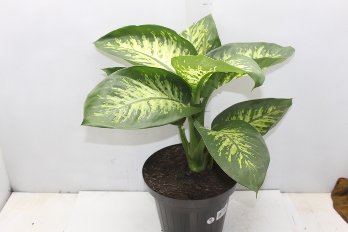 <h4>DIEFFENBACHIA TROPIC SNOW P24</h4>