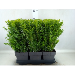 Buxus semp.   ...