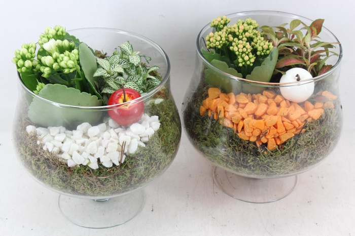 Arr2 Pl - Glas Op Voet X6 - Oranje/wit